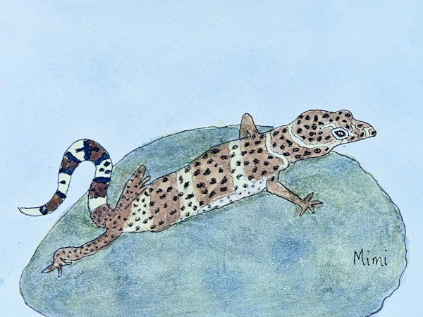 Texas banded gecko by Shelley Crouch