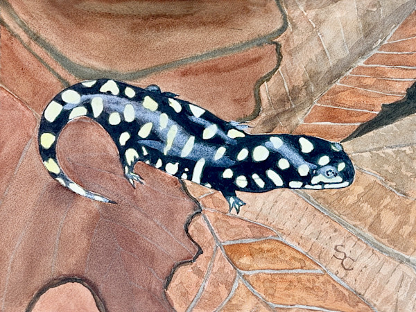 Slick as a Salamander by Shelley Crouch