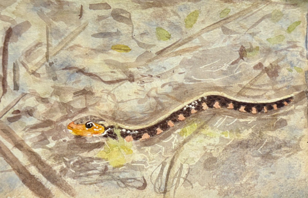 Swimming in the Sun by Shelley Crouch