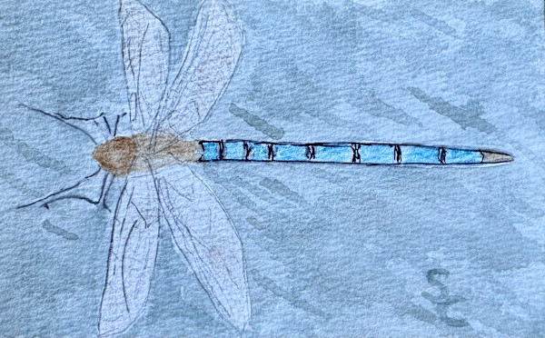 Glittery Glider by Shelley Crouch