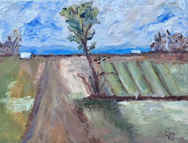 The Witness of a Tree by Shelley Crouch