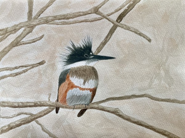 Getting Ready to Belt (Belted Kingfisher) by Shelley Crouch