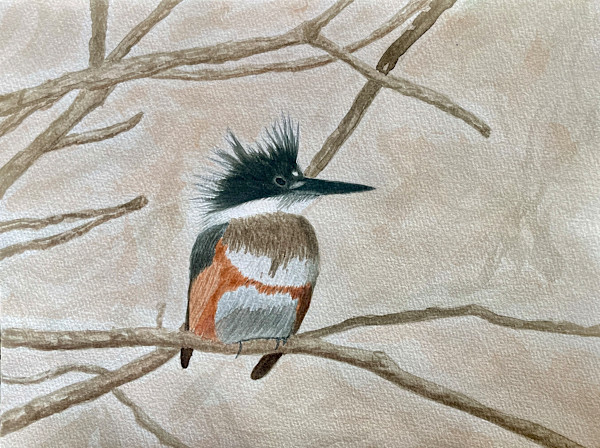 Getting Ready to Belt (Belted Kingfisher) by Shelley Crouch, Image 1.