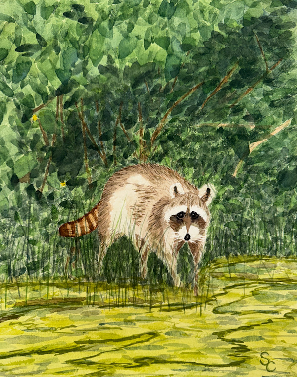 Raccoon Rendezvous by Shelley Crouch