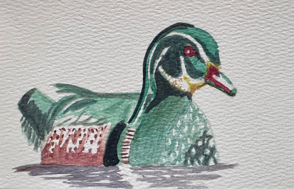 Wood Duck by Shelley Crouch, Image 1.
