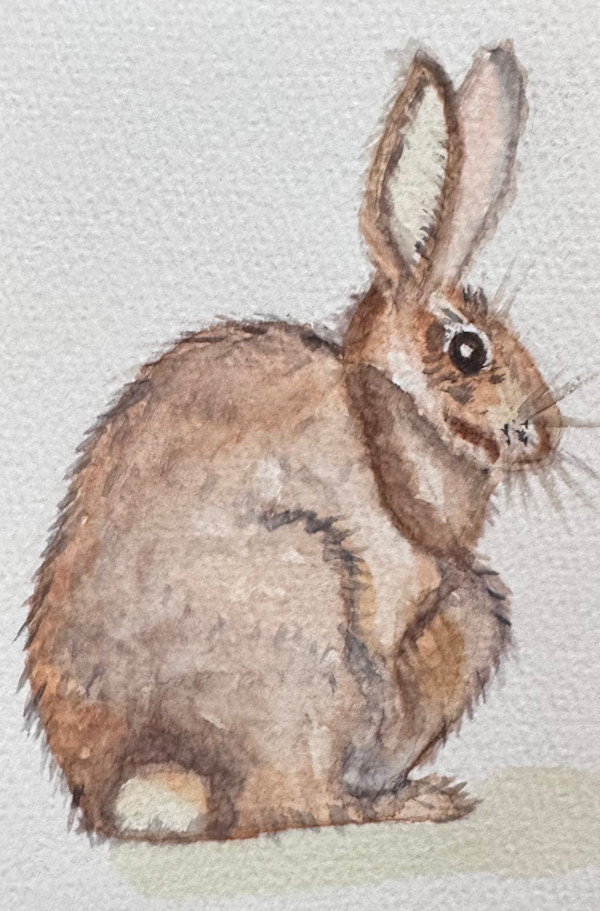 Eastern Cottontail by Shelley Crouch, Image 1.