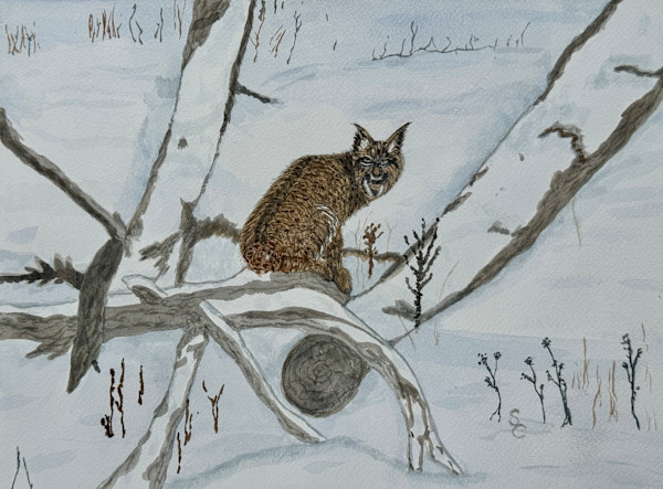 Here Kitty, Kitty (Bobcat) by Shelley Crouch, Image 1.