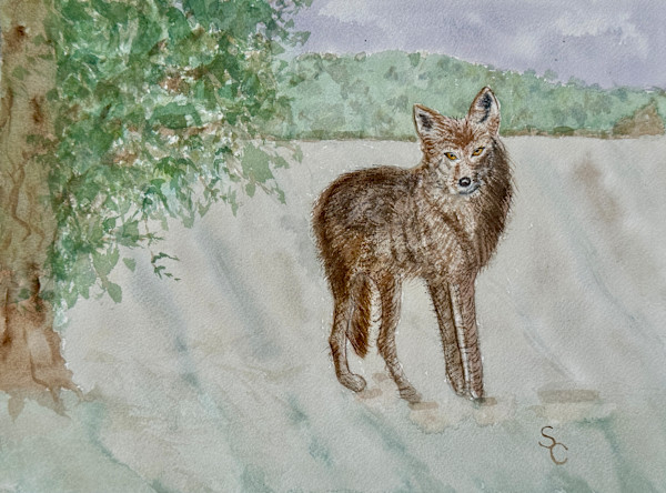 Wiley Coyote (Coyote) by Shelley Crouch, Image 1.