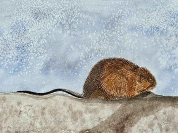Muskrat Fever (Muskrat) by Shelley Crouch, Image 1.