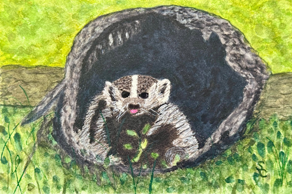 Quit Badgering Me (American Badger) by Shelley Crouch, Image 1.