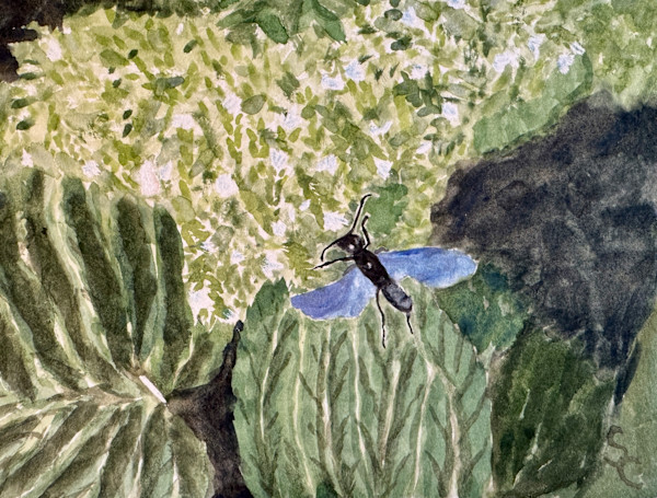 Dance of the Digger Wasp by Shelley Crouch