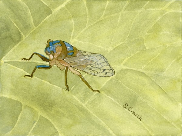Noisy Neighbor (Annual Cicada) by Shelley Crouch