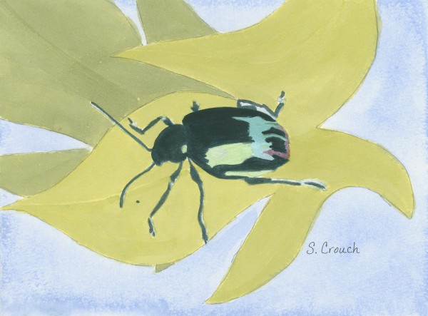 Beetlemania (Leaf Beetle) by Shelley Crouch