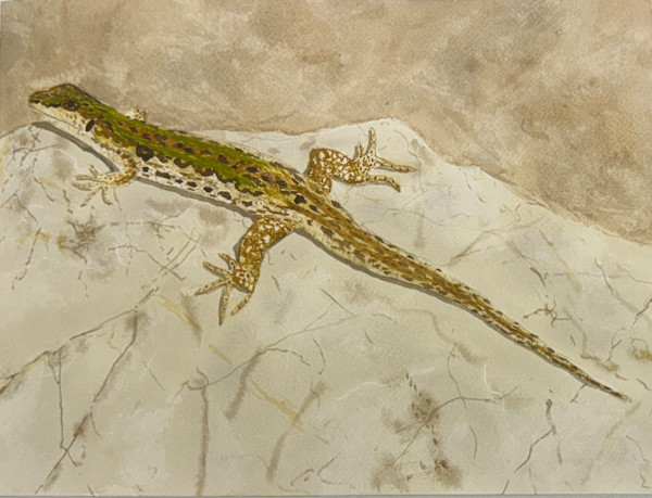 Rock Dweller by Shelley Crouch