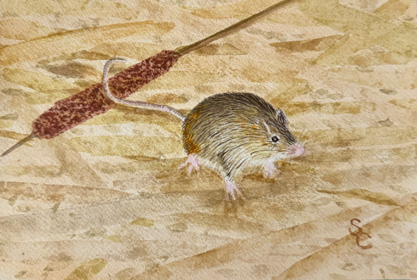 Cattail Acrobat by Shelley Crouch