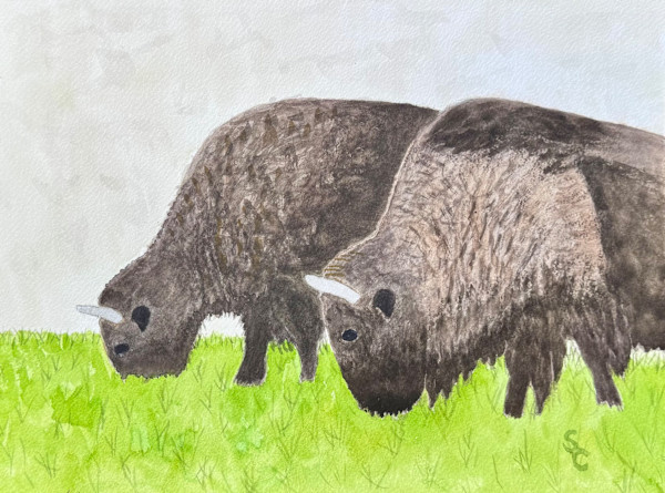 Buffalo Bros by Shelley Crouch, Image 1.