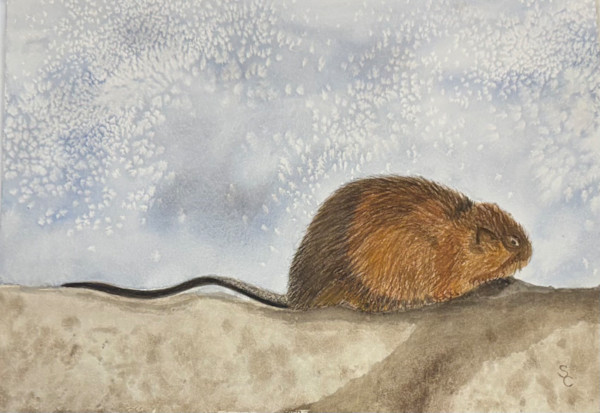 Muskrat Fever by Shelley Crouch, Image 1.