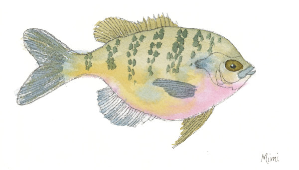 Bluegill (my first painting) by Shelley Crouch