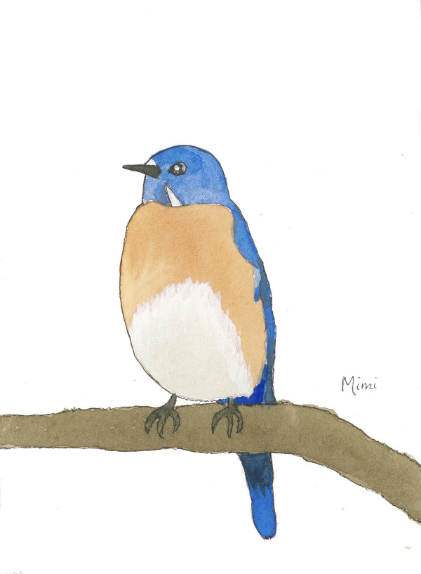 Eastern Bluebird by Shelley Crouch