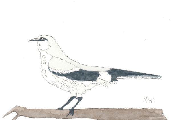 Mockingbird by Shelley Crouch