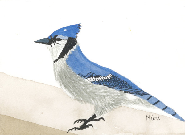 Blue jay by Shelley Crouch