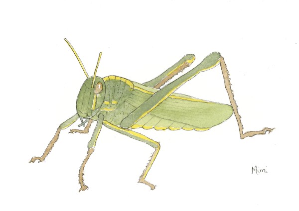 Meadow grasshopper by Shelley Crouch