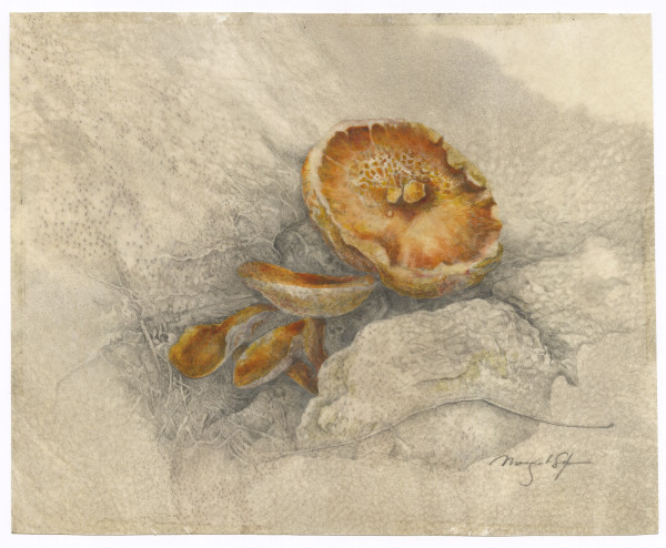 Chestnut bolete (Gyroporus castaneus) by Margaret Saylor