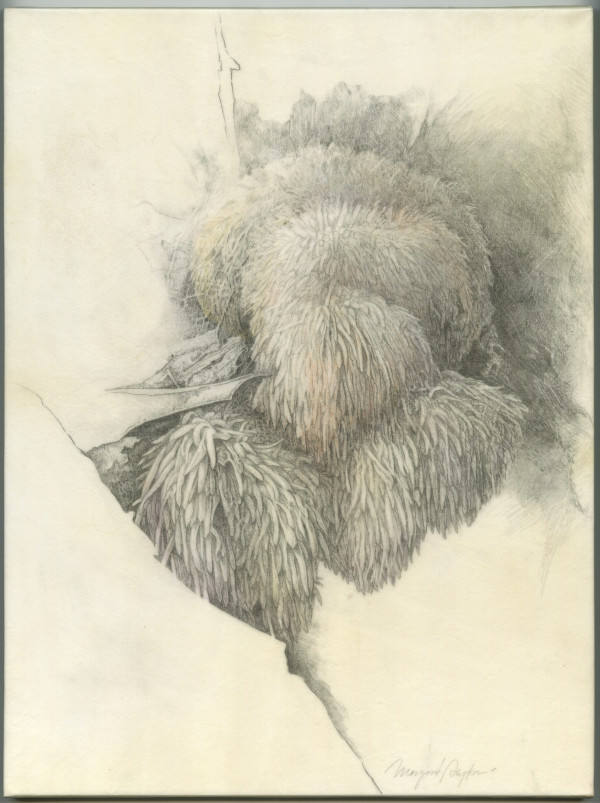 Lion's Mane (Hericium erinaceus) by Margaret Saylor