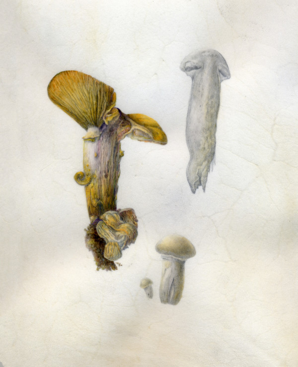 Honey fungus portrait by Margaret Saylor