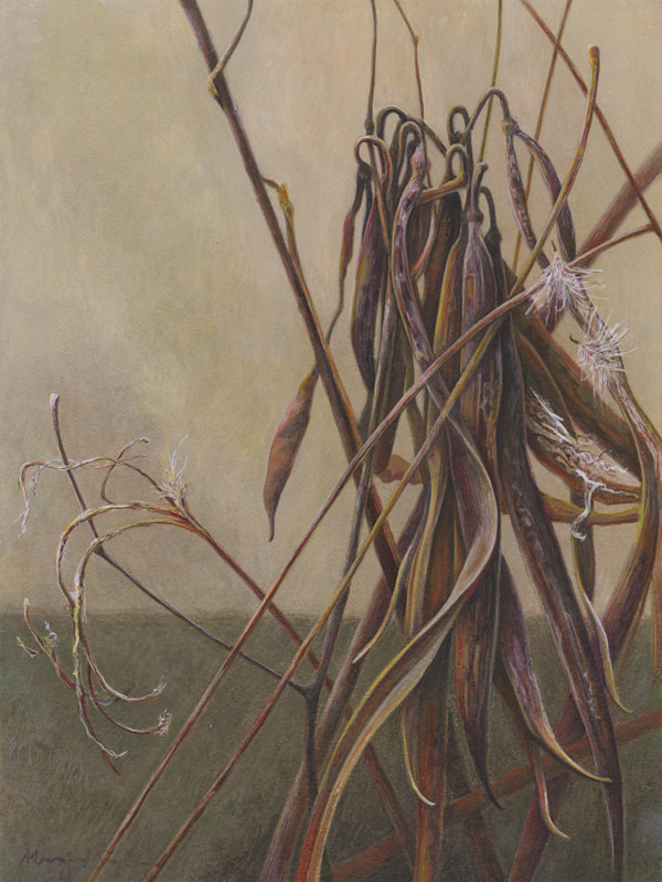 Dogbane II (Apocynum cannabinum) by Margaret Saylor