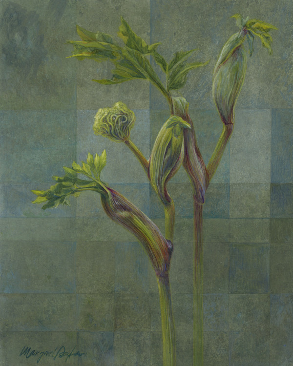Angelica: Healing (Angelica atropurpurea) by Margaret Saylor, Image 2.