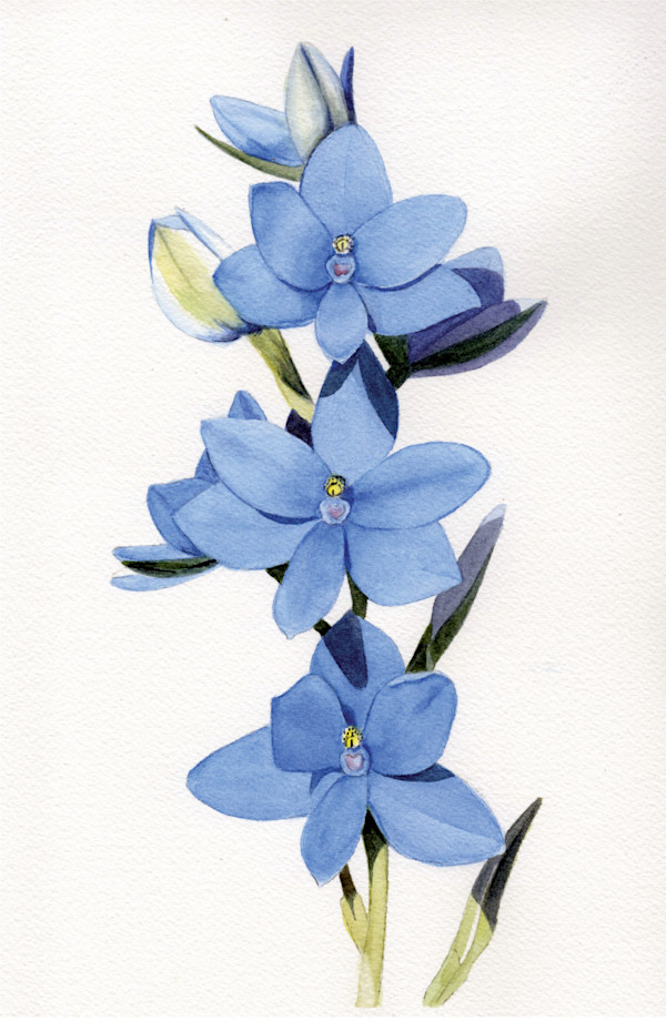 Blue Lady Orchids 2 by Polla Posavec, Image 1.