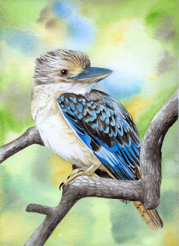 Blue Winged Kookaburra by Polla Posavec