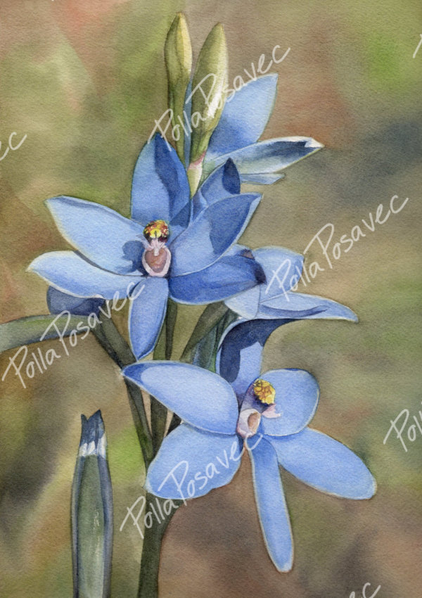 Blue Lady Orchids by Polla Posavec