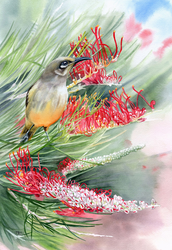 Brown Honeyeater and Grevillea by Polla Posavec