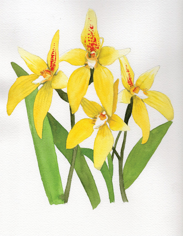 Cowslip Orchids 2 by Polla Posavec, Image 1.