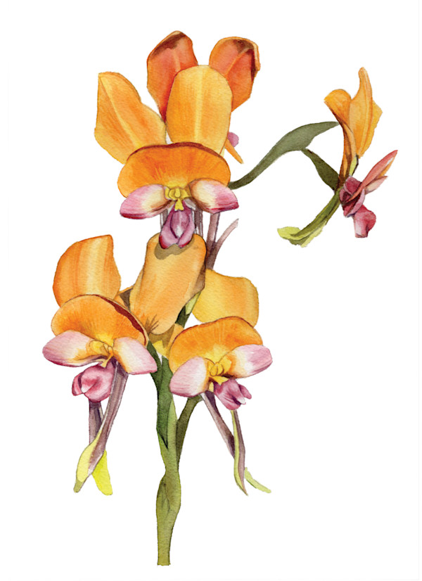 Donkey Orchids 1 by Polla Posavec, Image 1.