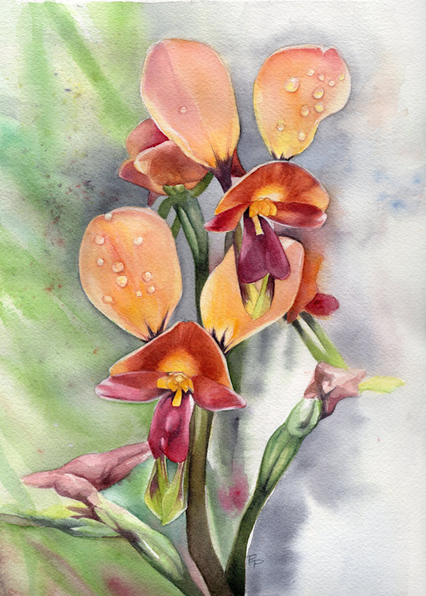 Donkey Orchids in the Rain by Polla Posavec