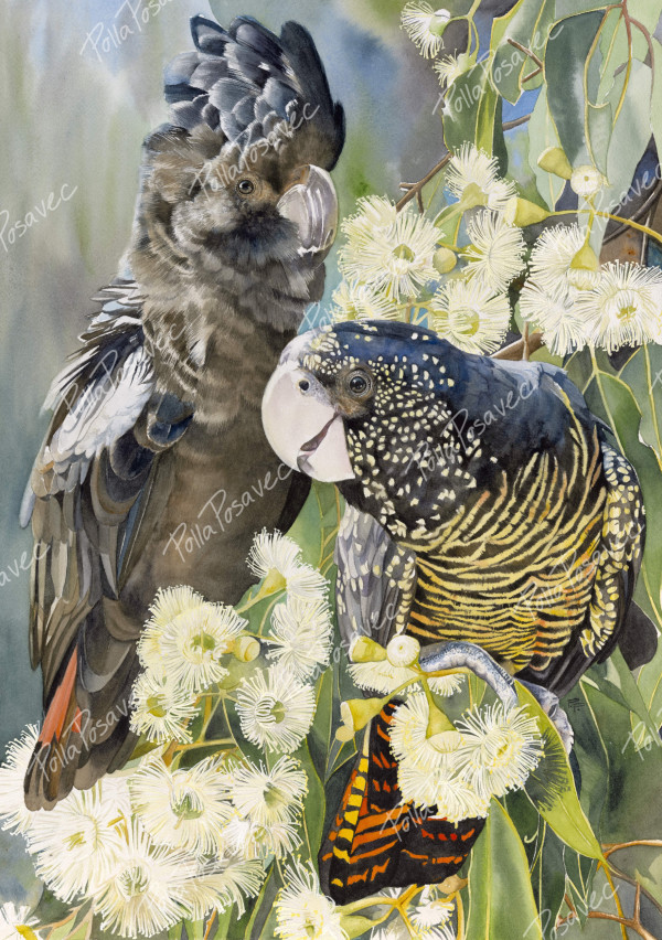 Duet - Red Tailed Black Cockatoo Pair by Polla Posavec