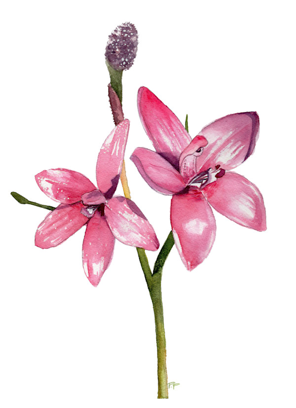 Pink Enamel Orchids by Polla Posavec, Image 1.