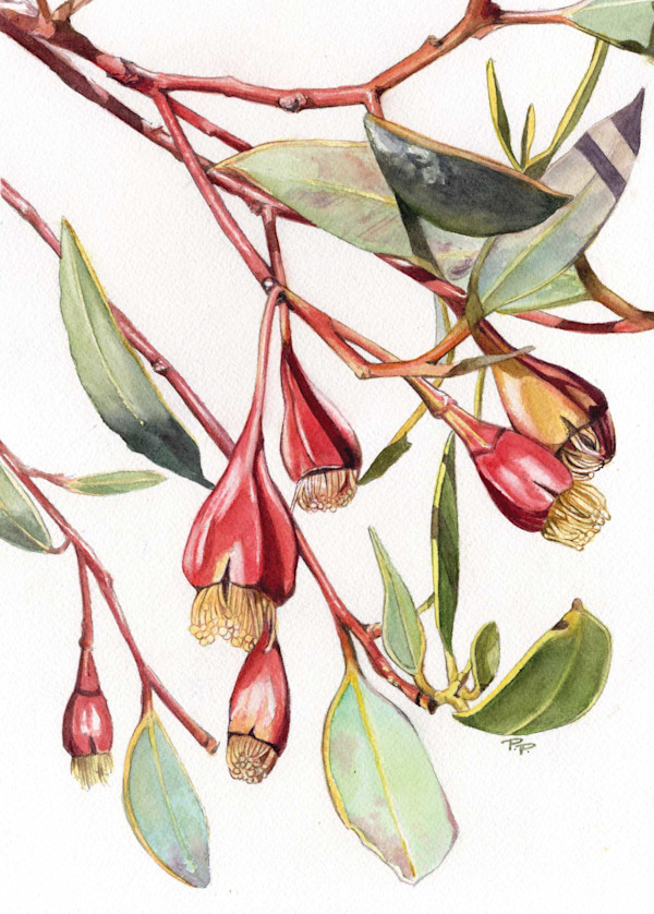 Fuschia Gum by Polla Posavec, Image 1.