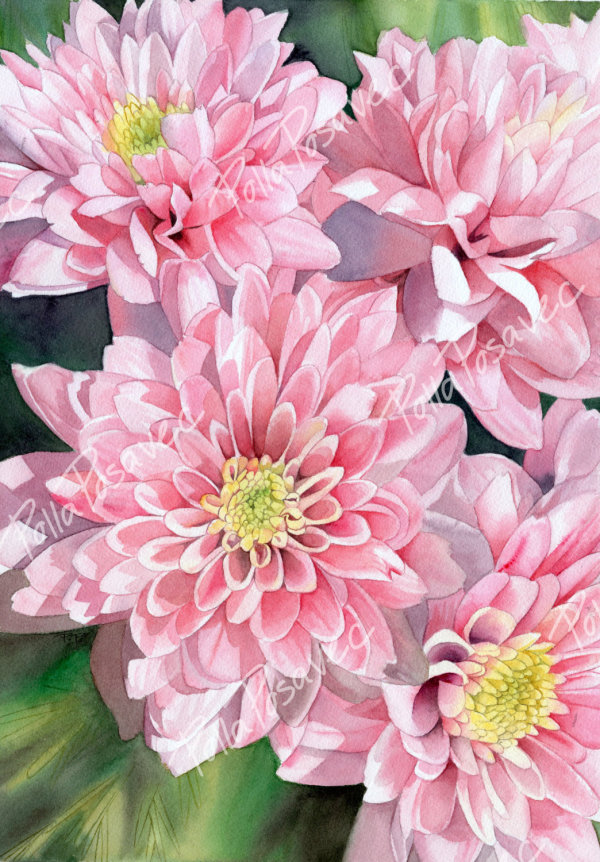 Gentle Affection (Pink Chrysanthemums) by Polla Posavec