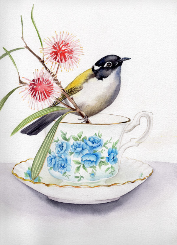 Gilbert's Honeyeater and Pincushion Hakea by Polla Posavec