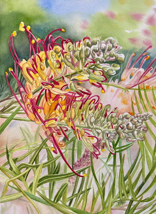 Grevillea Twist by Polla Posavec