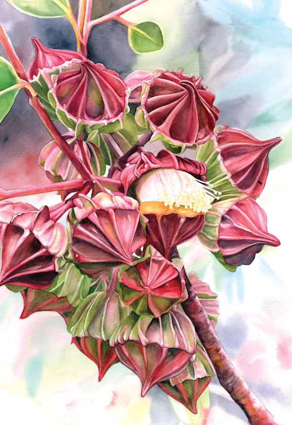 The King's Geometry (Eucalyptus Kingsmillii) by Polla Posavec