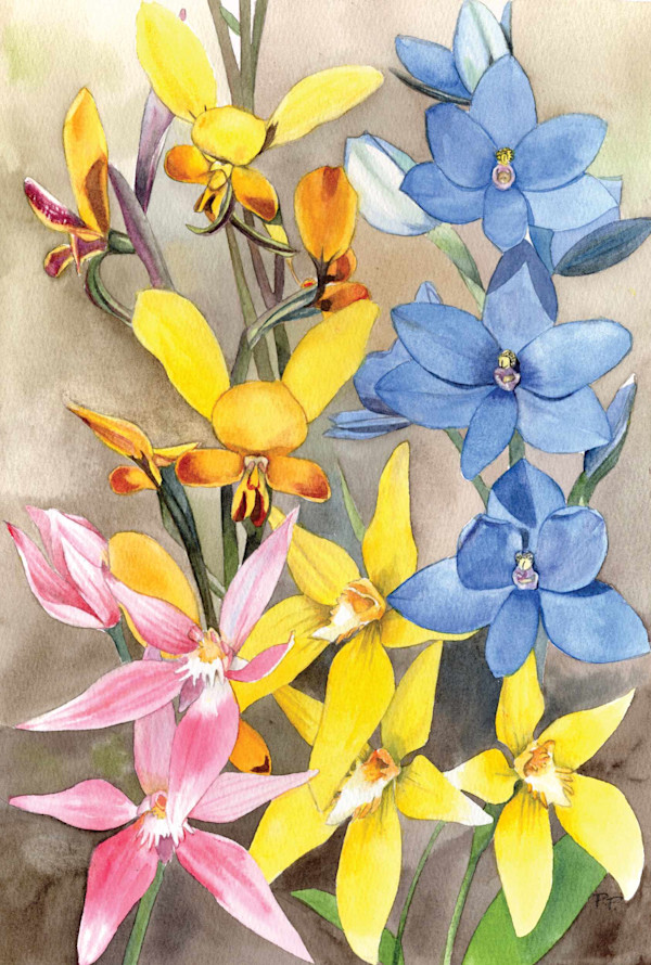 Native Orchid Collection by Polla Posavec, Image 1.