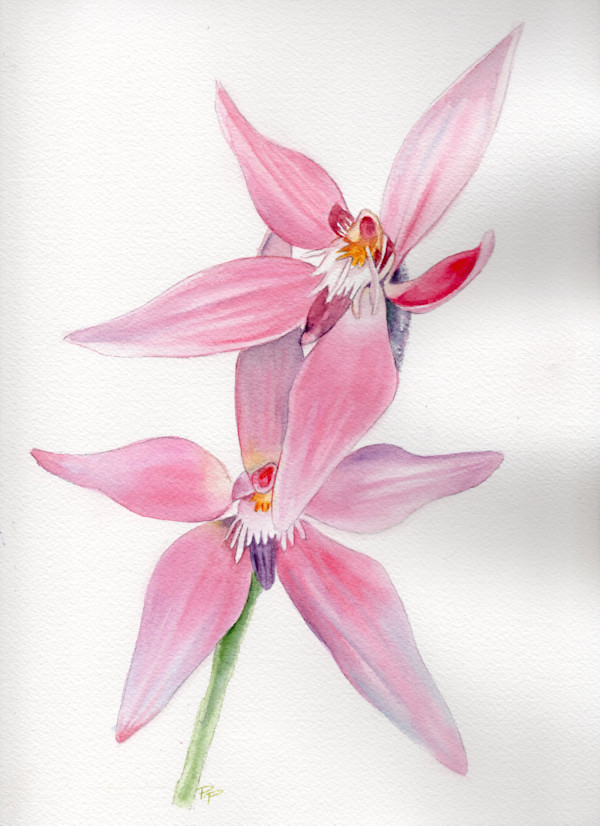 Pink Fairy Orchids by Polla Posavec, Image 1.