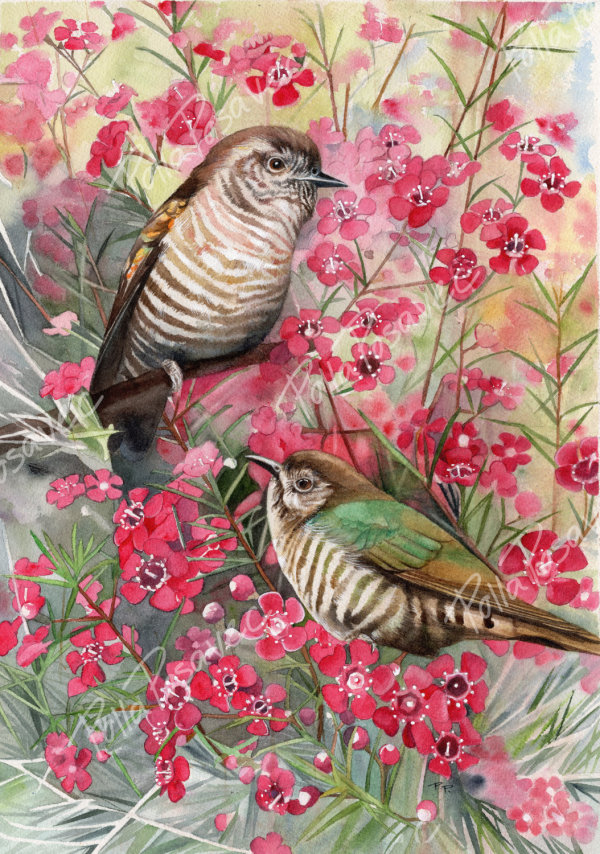 Shining Bronze Cuckoo in the Geraldton Wax by Polla Posavec