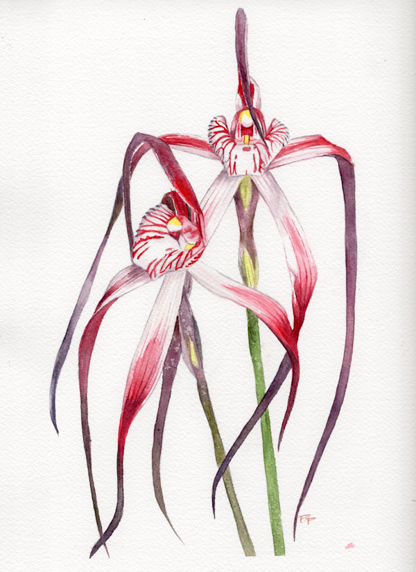 Spider Orchids by Polla Posavec, Image 1.