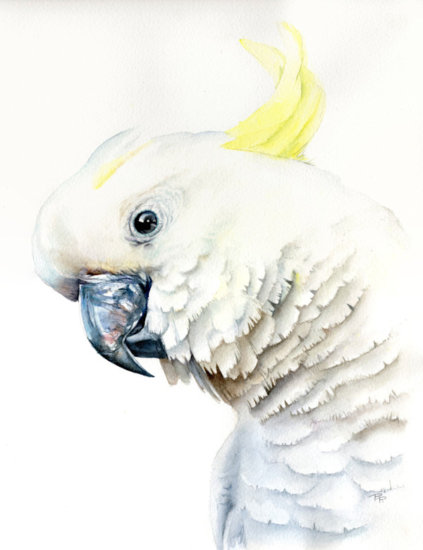 A Pretty Boy - Sulphur Crested Cockatoo Portrait by Polla Posavec